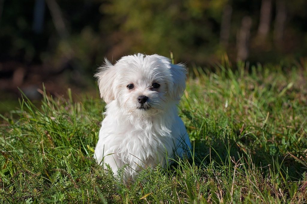 Une mutuelle santé pour petit chien estelle moins chère